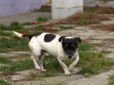 Pies do adopcji, Pabianice, 28 sierpnia 2026 (5/5)