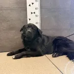 Znaleziono psa