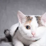 Kot do adopcji