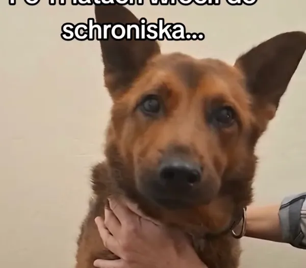 Pies do adopcji, Radom, 14 października 2026