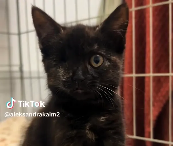 Kot do adopcji, Radom, 14 października 2026