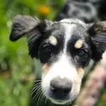 Pies do adopcji