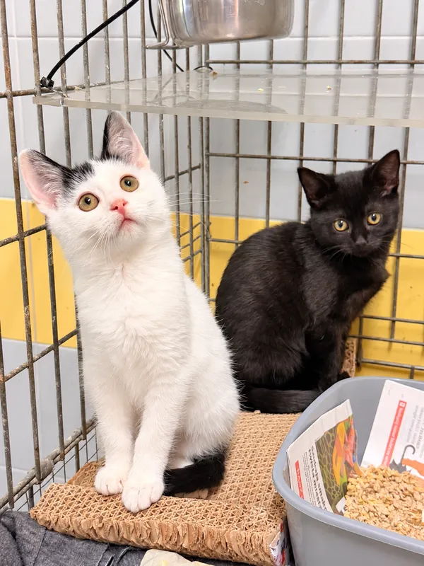 Kot do adopcji, Wrocław, 23 sierpnia 2026