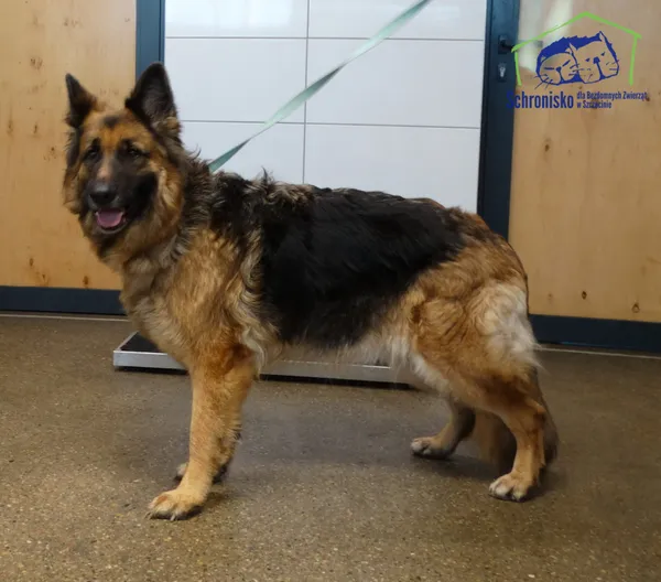 Znaleziono psa, Szczecin, 16 października 2026