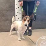 Pies do adopcji