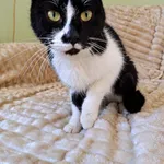 Kot do adopcji