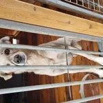 Pies do adopcji
