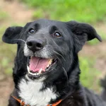 Pies do adopcji
