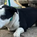 Pies do adopcji