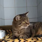 Znaleziono kota
