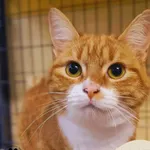 Kot do adopcji