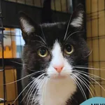 Kot do adopcji