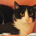 Kot do adopcji