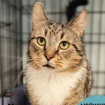 Kot do adopcji