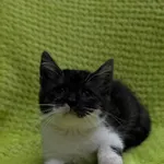 Kot do adopcji