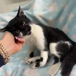 Kot do adopcji
