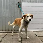 Znaleziono psa