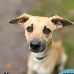 Pies do adopcji