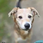 Pies do adopcji
