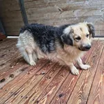 Pies do adopcji