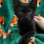 Kot do adopcji