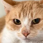 Kot do adopcji