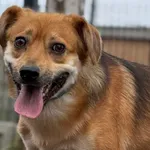 Pies do adopcji