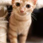 Kot do adopcji