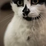 Kot do adopcji