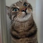 Kot do adopcji