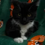 Kot do adopcji