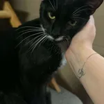 Kot do adopcji