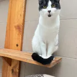 Kot do adopcji