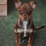 Pies do adopcji