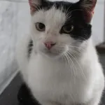 Kot do adopcji