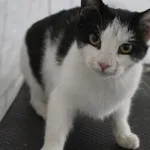 Kot do adopcji
