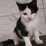 Kot do adopcji