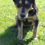 Pies do adopcji