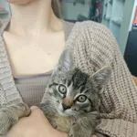 Kot do adopcji