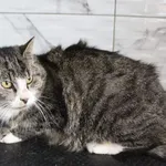 Kot do adopcji