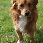 Pies do adopcji