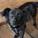 Pies do adopcji