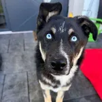 Pies do adopcji