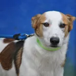 Pies do adopcji