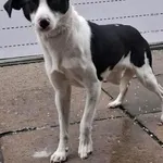 Pies do adopcji