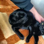 Kot do adopcji