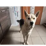 Znaleziono psa