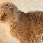 Kot do adopcji