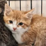 Kot do adopcji