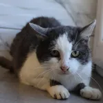 Kot do adopcji